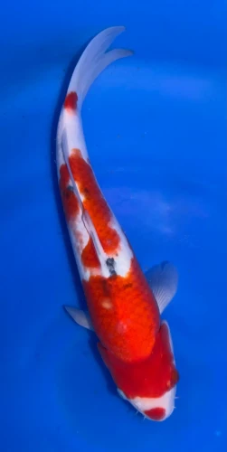 34cm Japanese Imported Sanke - Marusei - A6-31