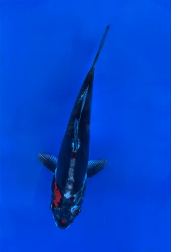 15CM Japanese Imported - Beni Kikokuryu - Aokiya - QT7 - 111