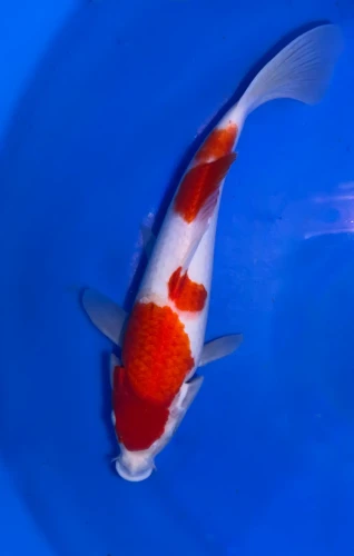 27cm Japanese Imported Kohaku - Marusei - A6-30
