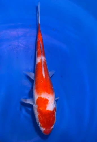26CM Japanese Imported - Kohaku - Marusei - A6 - 29