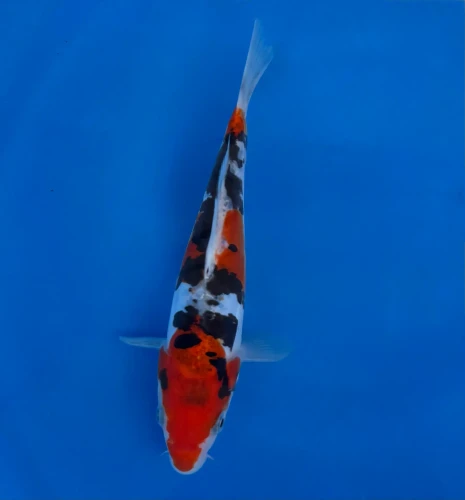 16CM Japanese Imported - Doitsu Sanke - Aokiya - QT7 - 107