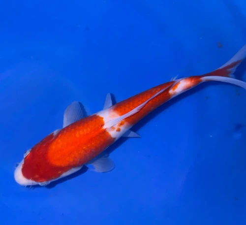 28CM Japanese Imported - Kohaku - Marusei - A6 - 25