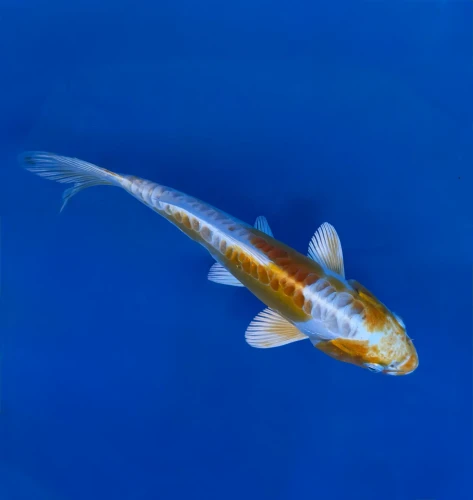 16CM Japanese Imported - Yellow Dragon (Ki Kikokuryu) - Aokiya - QT7 - 1