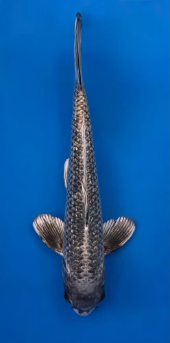 34cm Japanese Imported Ginrin Ginga - QT1-38