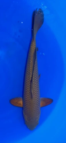 37CM Japanese Imported - Chagoi - Marusei - QT1 - 16