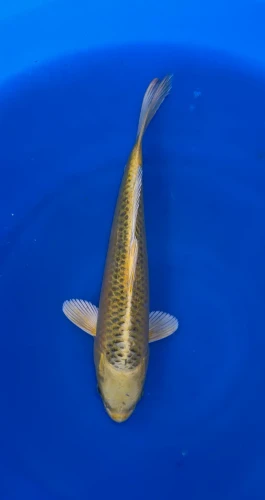 27cm Japanese Imported Yamabuki Ogon - QT1-29