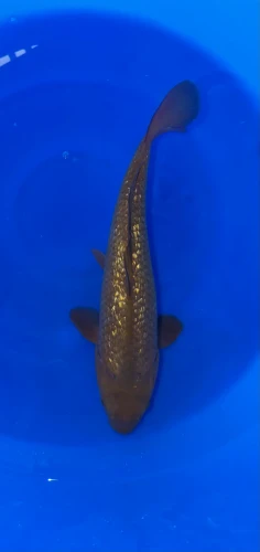 35cm Japanese Imported Ginrin Chagoi - QT1-27