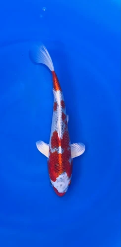24CM Japanese Imported - Kujaku - Marusei - QT1 - 7