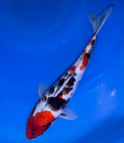 30CM Japanese Imported - Showa - Marusei - A6 - 22