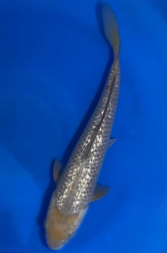 35CM Japanese Imported - Ginrin Soragoi - Marusei - A6 - 18
