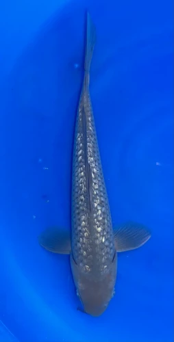 35cm Japanese Imported Ginrin Chagoi - QT1-20