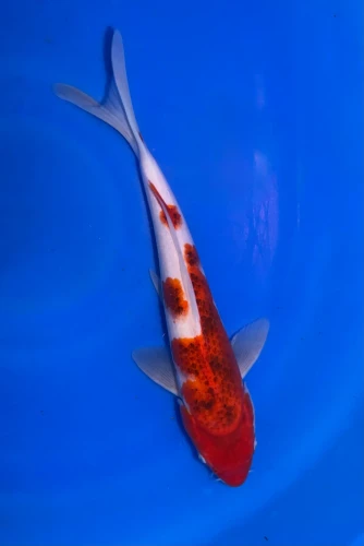 32CM Japanese Imported - Goromo - Marusei - A6 - 11