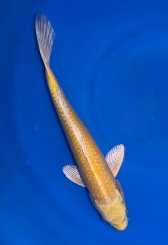 29CM Japanese Imported - Yamabuki Ogon - Marusei - A6 - 8
