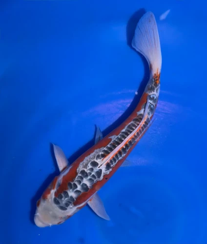 31CM Japanese Imported - Shusui - Marusei - A6 - 7