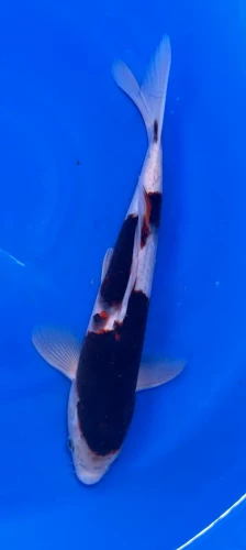 32cm Japanese Imported Goromo - QT1-19