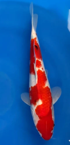 34CM Japanese Imported - Sanke - Marusei - A6 - 3