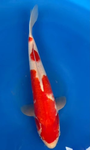 37CM Japanese Imported - Kohaku - Marusei - A6 - 2
