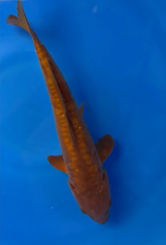 31CM Japanese Imported - Chagoi - Marusei - A6 - 1