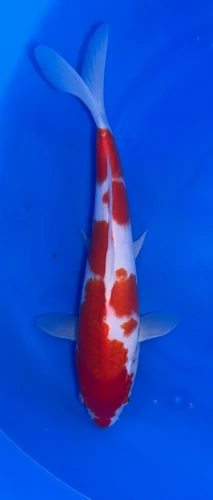 32cm Japanese Imported Kohaku - QT1-18
