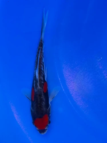 18cm Japanese Imported Doitsu Goshiki  - AOKIYA - QT9 - 123