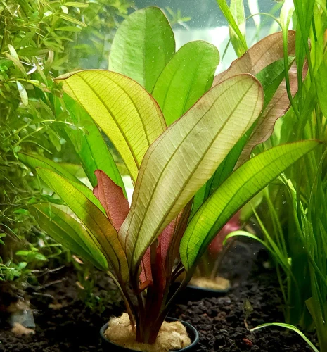 Echinodorus Red Chameleon
