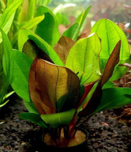 Echinodorus Small Bear