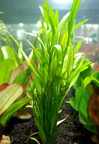 Echinodorus Xinguensis