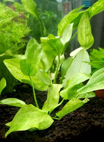 Echinodorus Marble Queen