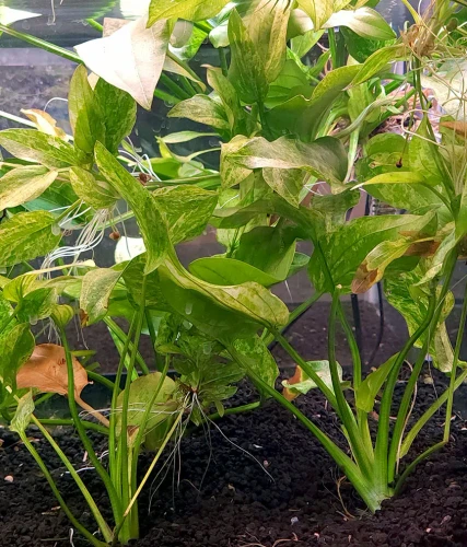 Echinodorus Marble Queen - Mother Plant