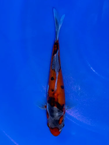 17cm Japanese Imported Doitsu Goshiki - QT9-119