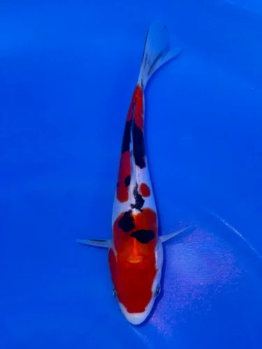 17cm Japanese Imported Doitsu Sanke - QT9-118
