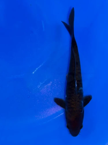 17cm Japanese Imported Aragoke Chagoi - QT9-117