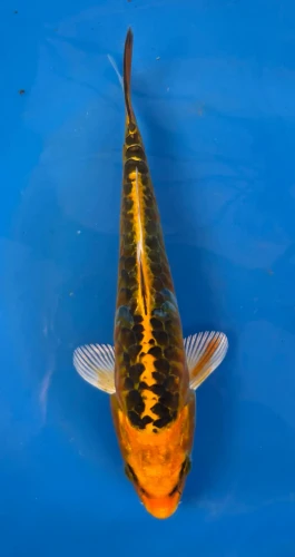 16cm Japanese Imported Yellow Dragon - QT7-104