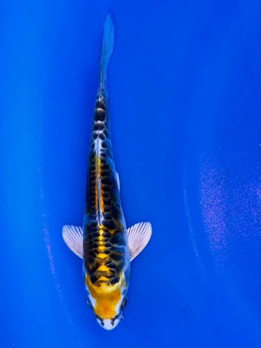 17cm Aragoke Yellow Dragon - QT9-112