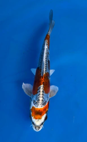 16cm Japanese Imported Beni Kikokuryu - QT7-102