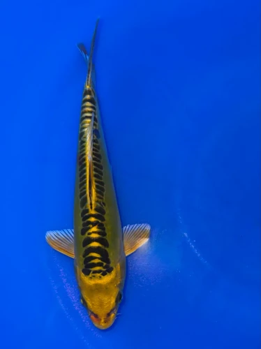17cm Japanese Imported Yellow Dragon - Aokiya - QT9 - 110