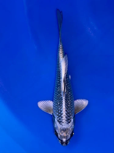 17cm Japanese Imported Ginga - Aokiya - QT9 - 109