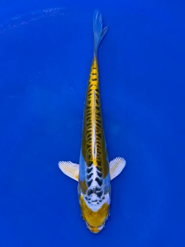 18cm Japanese Imported Yellow Dragon - Aokiya - QT9 - 108