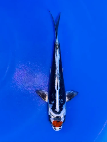 18cm Japanese Imported Beni Kikokuryu - Aokiya - QT9 - 106