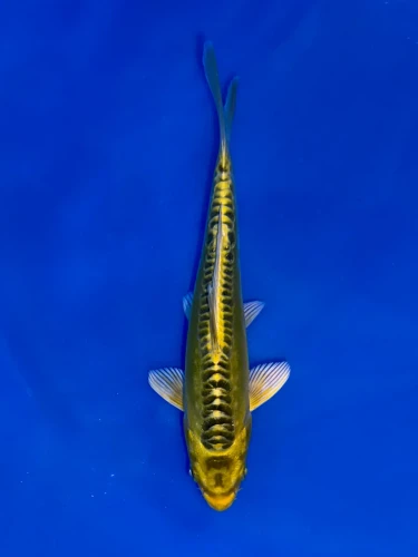 17cm Japanese Imported Yellow Dragon - Aokiya - QT9 - 102
