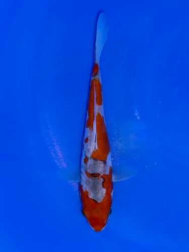 17cm Japanese Imported Doitsu Goshiki - Aokiya - QT9 - 100