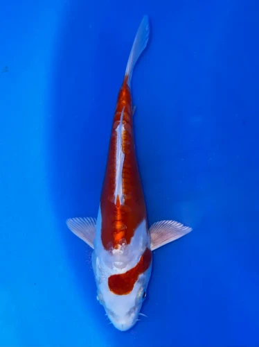 17cm Japanese Imported Kikusui - Aokiya - QT9 - 89