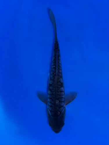 17cm Japanese Imported Aragoke Karasugoi - Aokiya - QT9 - 87