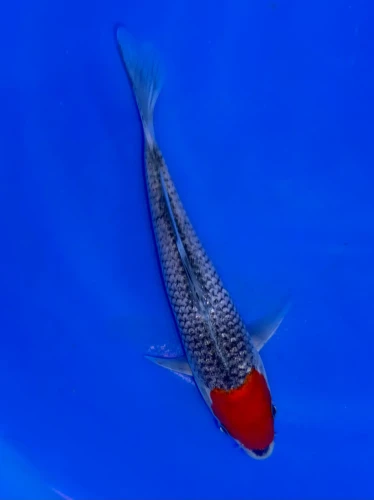 16cm Japanese Imported Tancho Goshiki - Aokiya - QT9 - 83