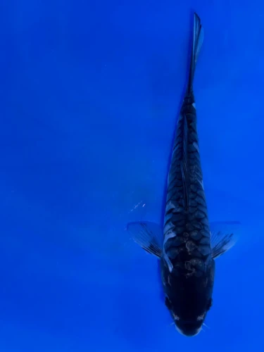 18cm Japanese Imported Aragoke Karasugoi - Aokiya - QT9 - 82