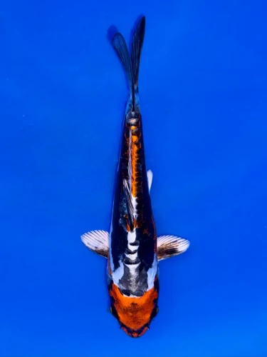18cm Japanese Imported Beni Kikokuryu - Aokiya - QT9 - 79