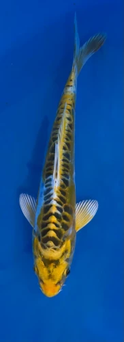 15cm Japanese imported Yellow Dragon - Aokiya - QT-11 - 7