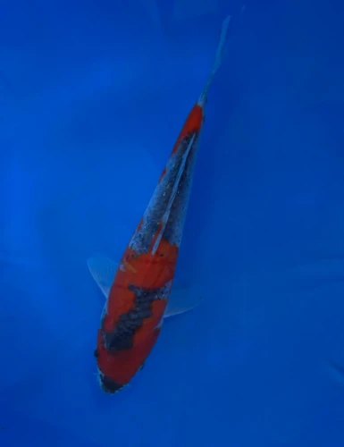 16cm Japanese imported Goshiki - Aokiya - QT-11 - 8