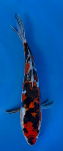 16cm Japanese imported Doitsu Showa - Aokiya - QT-11 - 12