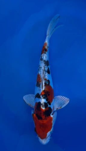 16cm Japanese imported Beni Kikokuryu - Aokiya - QT-11 - 14